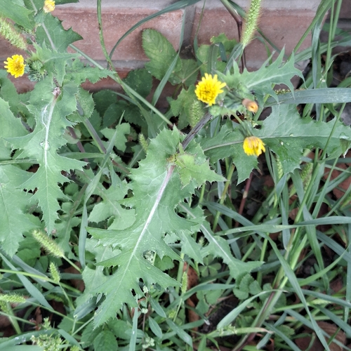 Common Sow-thistle