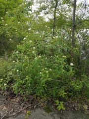 Cornus obliqua
