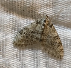 Trichopteryx carpinata