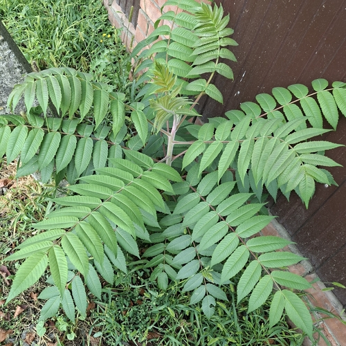 staghorn sumac