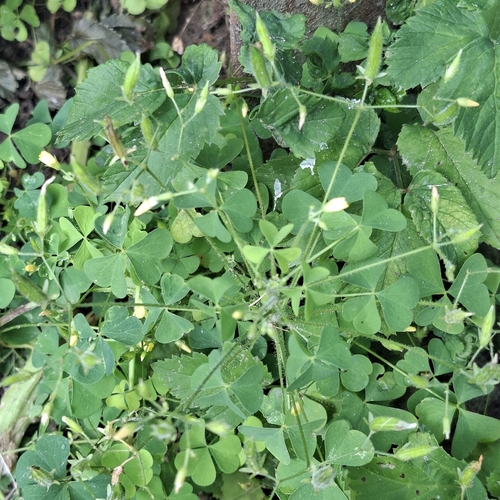 upright yellow woodsorrel