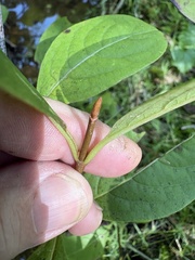 Viburnum nudum