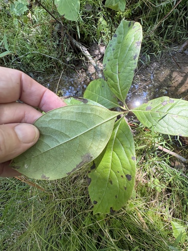 Viburnum nudum, photograph 3