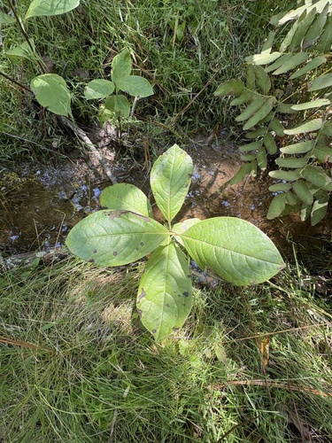 Viburnum nudum, photograph 4
