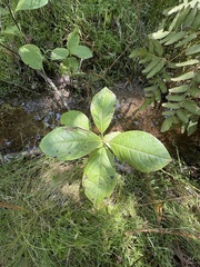 Viburnum nudum, photograph author not stated, no rights reserved