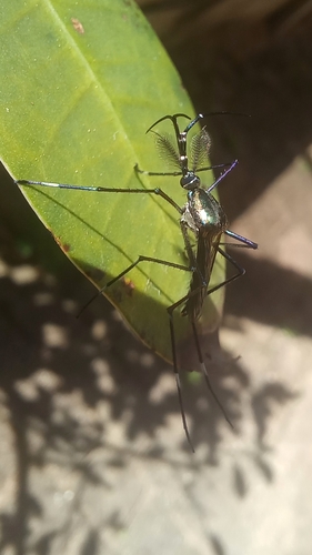 Toxorhynchites brevipalpis, 2026-08-25