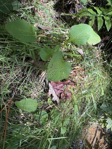 Viola primulifolia, photograph 5
