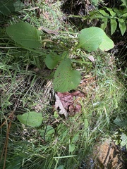 author not stated, no rights reserved Viola primulifolia, photograph author not stated, no rights reserved