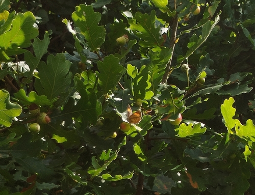 Brown Hairstreak