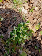 Primula vulgaris