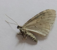 Trichopteryx carpinata