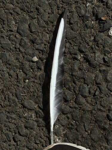 Plume de Mouette rieuse