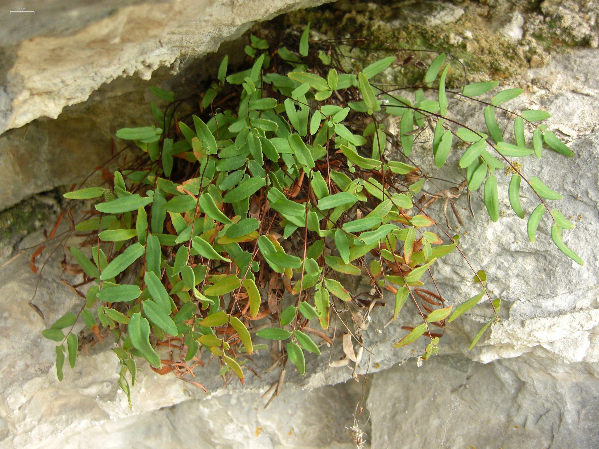 Pellaea glabella