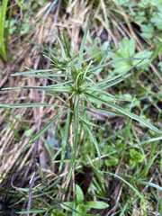 Ranunculus auricomus