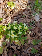 Primula vulgaris