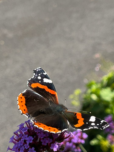 Red Admiral