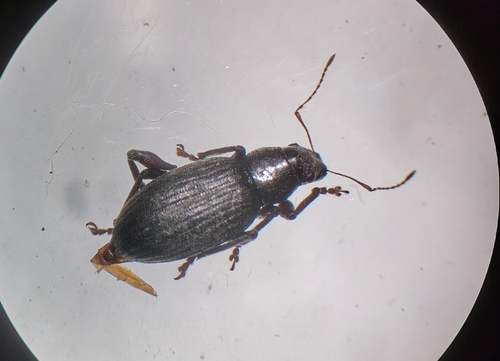 Brachyderes incanus