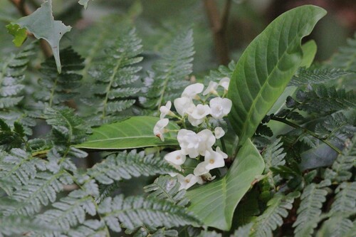 Psychotria milnei observed 2026-07-26