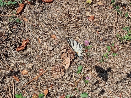Scarce Swallowtail
