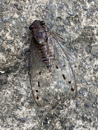 Purana gigas