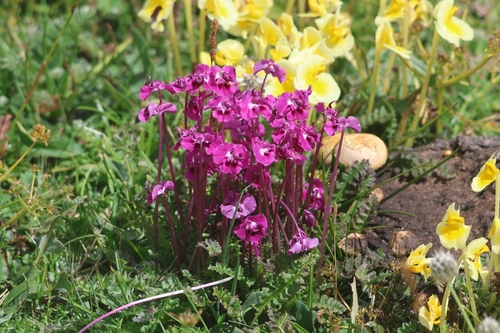 Pedicularis tenuituba