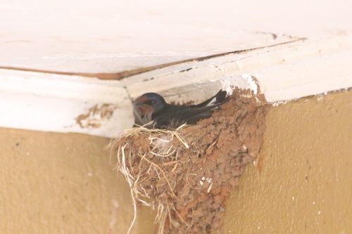 Barn Swallow