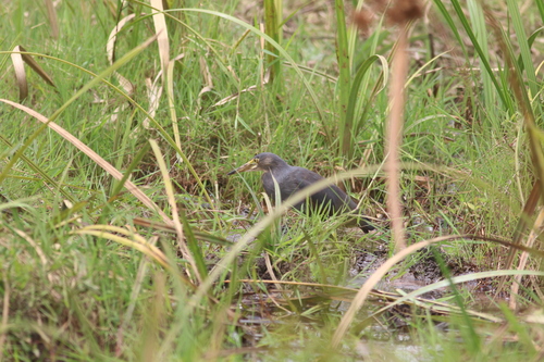 Rufous-bellied Heron
