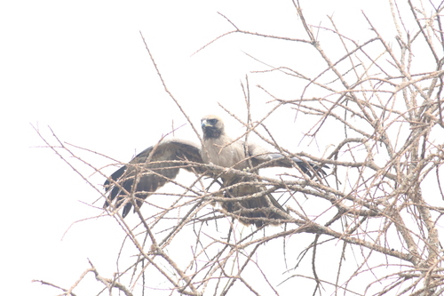 Wahlberg's Eagle