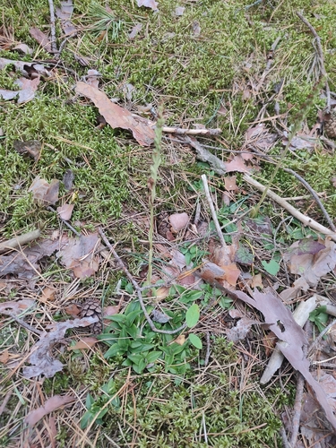 lesser rattlesnake plantain
