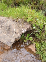 Veronica gentianoides
