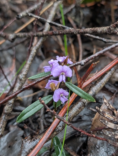 common hovea
