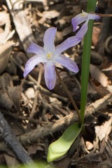 Scilla