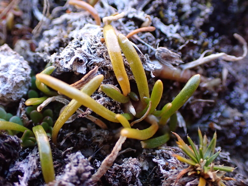 Abrotanella linearis observed 2026-03-23