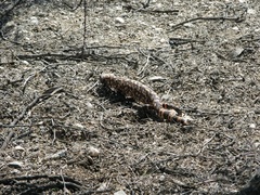 Heloderma suspectum suspectum