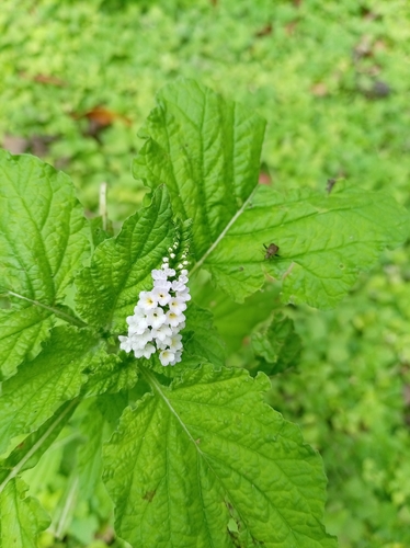 Indian Heliotrope