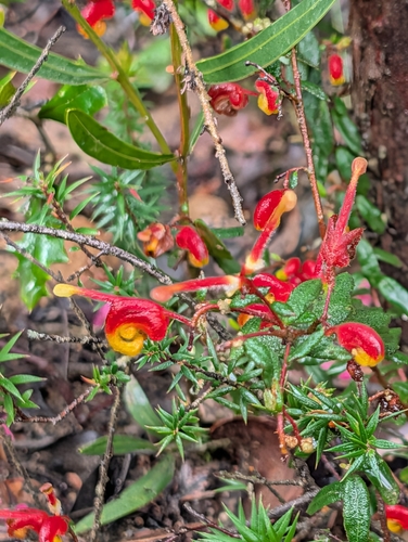 Mountain Grevillea