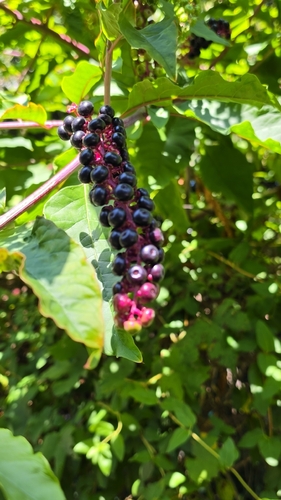 American pokeweed