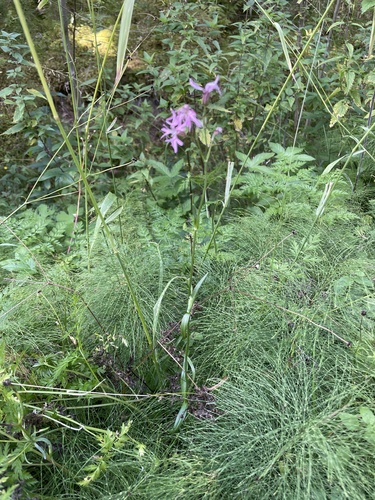 ragged-robin