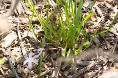 Scilla
