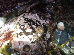 Testudinalia testudinalis