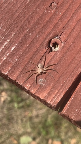 Philodromus fuscomarginatus