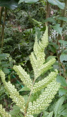 Tectaria phaeocaulis