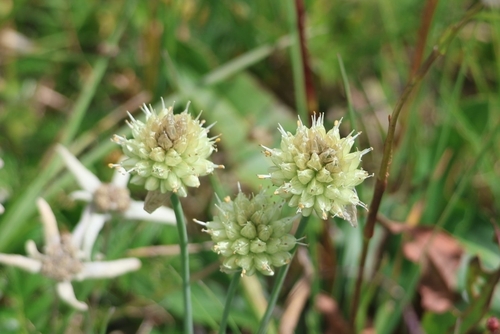 Allium rude