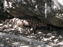 Heloderma suspectum suspectum