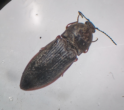chequered click beetle