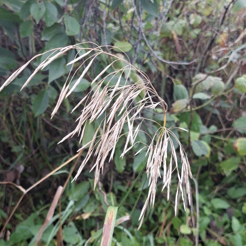 Smooth Brome