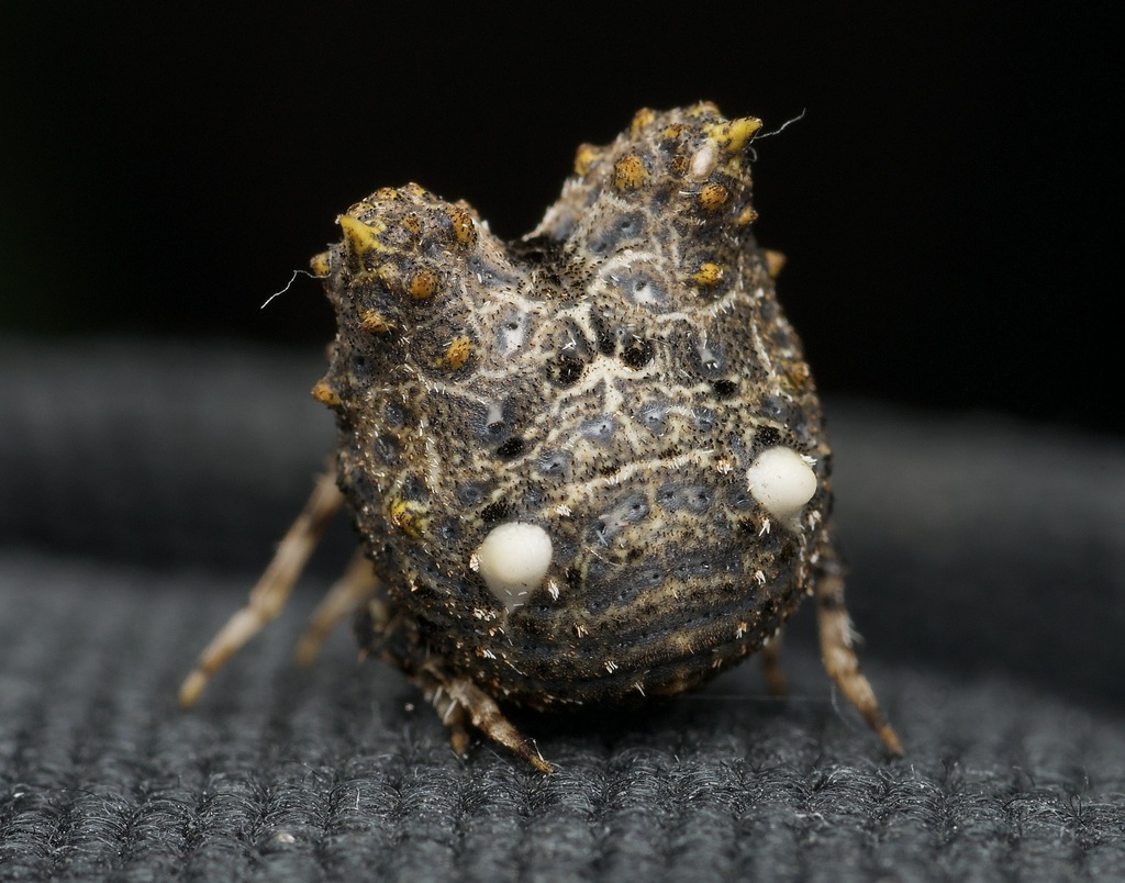 Marbled Bird-dropping Spider