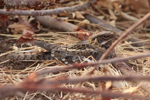 iNaturalist image