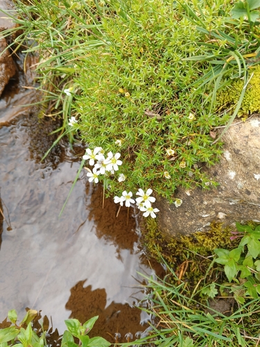 Pseudocherleria imbricata