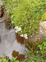Pseudocherleria imbricata